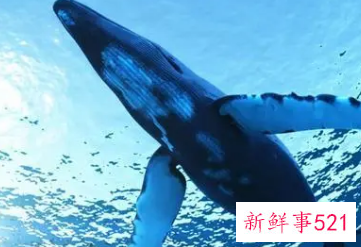 梦到自己在大海里看到大鲸鱼