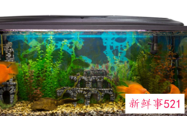 鱼缸正对入户门聚财还是漏财呢