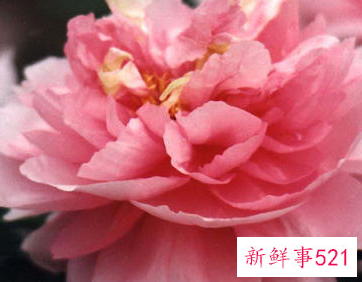 十种花的象征意义