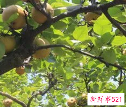 梦到树上结满了密密麻麻的梨