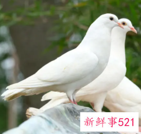 梦见一对鸽子是什么意思