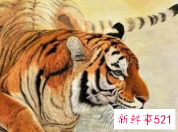 属虎的做什么生意发财