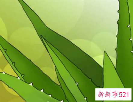 新鲜芦荟能治晒伤