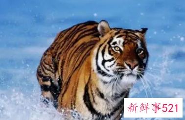 属虎宝宝和属什么的父母最配