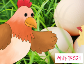 女人梦见一群鸡还有鸡蛋