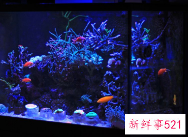 鱼缸正对入户门聚财还是漏财呢