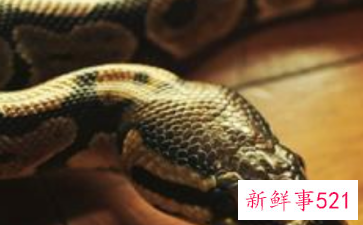 梦见蛇从身体里拽出来是什么意思