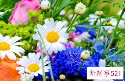 十种花的象征意义