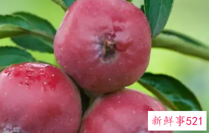 海棠果的功效与作用禁忌