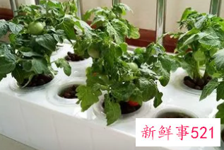 没有土怎么种菜