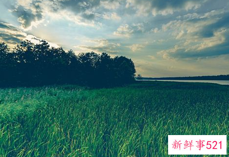 梦见拨草是什么意思呢