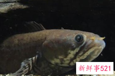 周公解梦梦见黑鱼好不好