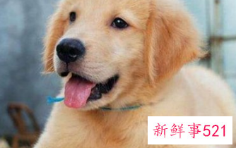 十种脾气最好的大型犬