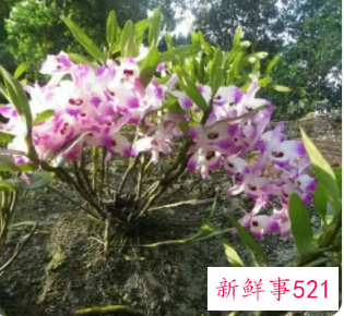 金钗石斛的功效与作用