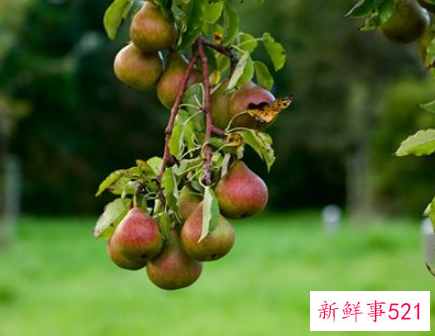 梦到树上结满了密密麻麻的梨