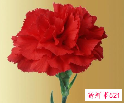 教师节适合送老师什么花