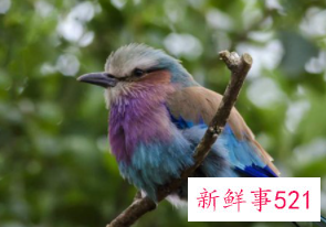 养什么小鸟便宜