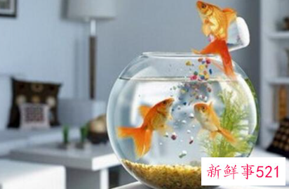 养鱼养十条什么讲究