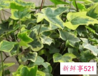 长藤绿萝和普通绿萝一样吗