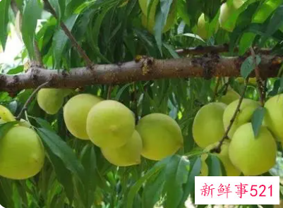 孕妇梦见吃青桃子