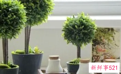 客厅盆栽风水的禁忌