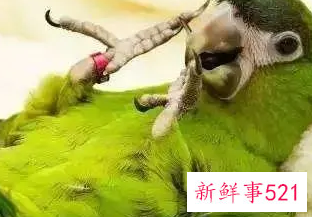 养什么小鸟便宜