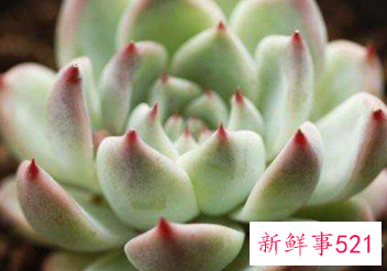 十二星座专属多肉