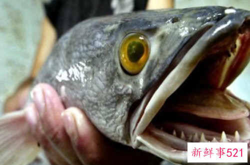 世界最臭名昭著的动物排行