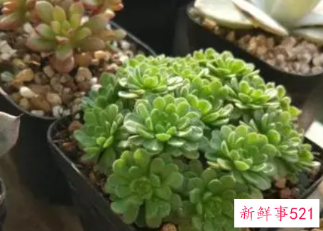 多肉上盆后多长时间晒太阳