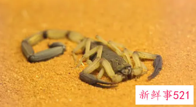 梦见打蝎子是什么意思