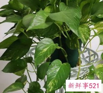 长藤绿萝和普通绿萝一样吗