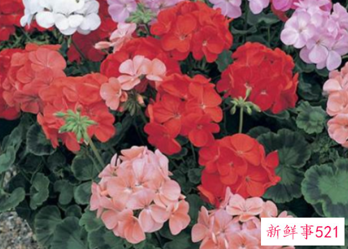 天竺葵的花语和寓意