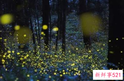 世界最臭名昭著的动物排行