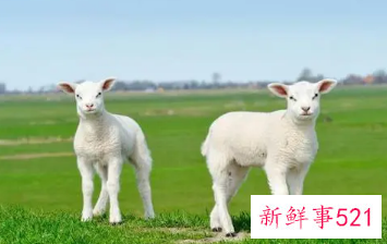 越老越穷的生肖女