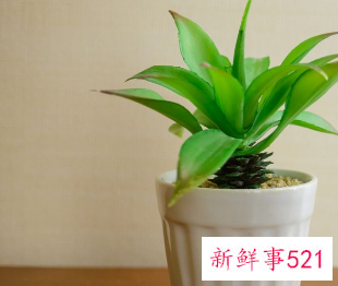 室外镇宅的花卉绿植有哪些