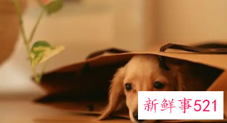 养狗风水禁忌讲解