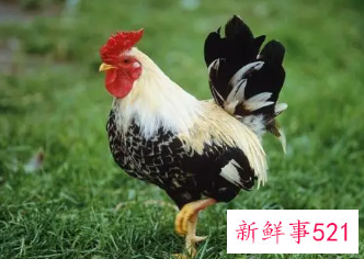 81属鸡什么时候翻身