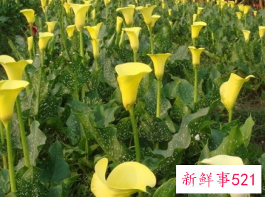 马蹄莲开花图片