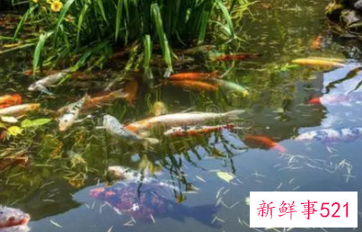 已婚女人梦见抓好多鱼的征兆