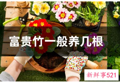 富贵竹养几根才最好