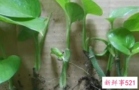 扦插绿萝的诀窍