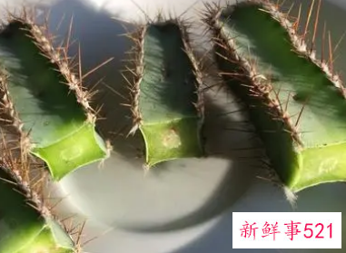 梦见仙人掌腐烂是什么意思