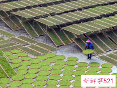 如何辨别白茶砖的好坏