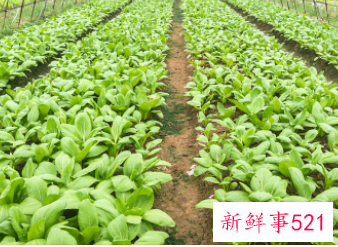 世界上一共多少种蔬菜