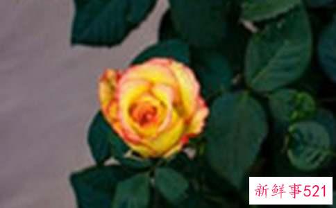 国家与玫瑰寓言故事