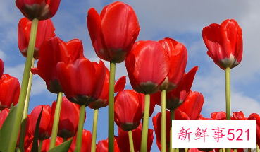 送女生郁金香的寓意