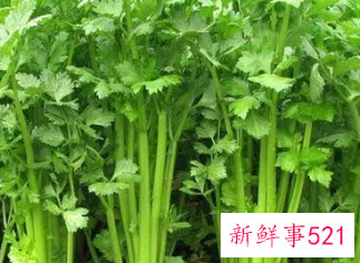 降血压最有效的蔬菜