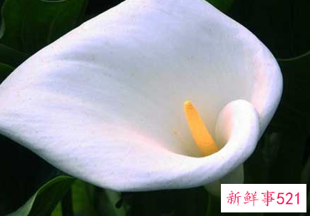 马蹄莲开花图片