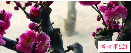 梅花叶子发黄卷叶原因和处理方法