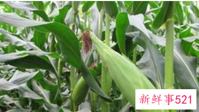 孕妇梦见偷玉米是什么意思